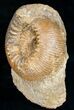 Well Preserved Stephanoceras Ammonite #11489-2